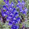 Skullcap Set (3 seed packets): Baikal, Barbat, Official, all organic