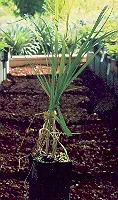 Grass, Sweetgrass (Hierochloe odorata), potted plant, organic - Image 5