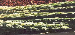 Grass, Sweetgrass (Hierochloe odorata), packet of 20 seeds - Image 3