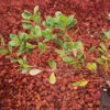 Uva Ursi (Arctostaphylos uva-ursi), packet of 20 seeds - Image 6