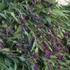 Vervain, Blue (Verbena hastata) potted plant, organic - Image 3