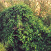 He-shou-wu (Polygonum multiflorum) potted plant, organic
