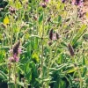 Wood Betony (Stachys officinalis) potted plant, organic - Image 4