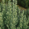 Wormwood, Absinthe (Artemisia absinthium) seeds, organic [SD, WA no] - Image 3