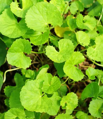 Gotu Kola (Centella asiatica), packet of 30 seeds, Organic - Image 5