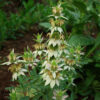 Bergamot Set (4 seed packets): Bergamots--Lavender, Lemon, Sweetleaf, Yellow Dotted Mint - Image 6