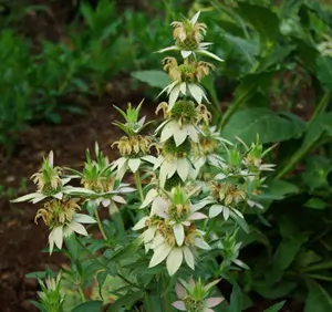 Bergamot Set (4 seed packets): Bergamots--Lavender, Lemon, Sweetleaf, Yellow Dotted Mint - Image 6