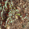 Tea Tree, New Zealand (Leptospermum scoparium), packet of 50 seeds, Organic - Image 2
