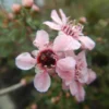 Tea Tree, New Zealand (Leptospermum scoparium), packet of 50 seeds, Organic - Image 4