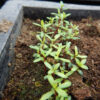 Tea Tree, New Zealand (Leptospermum scoparium), packet of 50 seeds, Organic - Image 3