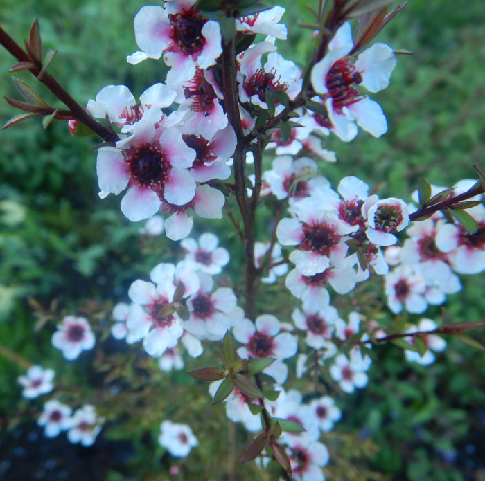 Tea Tree, New Zealand (Leptospermum scoparium), packet of 50 seeds, Organic