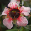 Tea Tree, New Zealand (Leptospermum scoparium), packet of 50 seeds, Organic