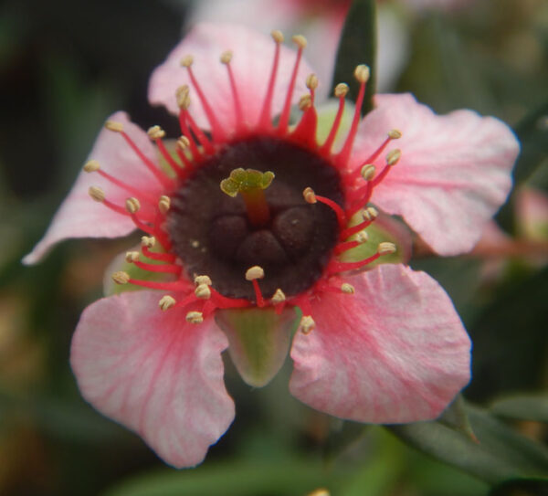 Tea Tree, New Zealand (Leptospermum scoparium), packet of 50 seeds, Organic