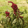 Amaranth, Spike (Amaranthus caudatus), potted plant, Organic - Image 2