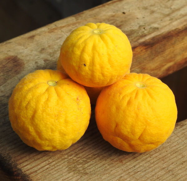 Orange, Bitter (Poncirus trifoliata), potted tree, organic