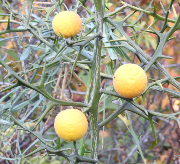 Orange, Bitter (Poncirus trifoliata), potted tree, organic - Image 2