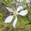 Orange, Bitter (Poncirus trifoliata), potted tree, organic - Image 4