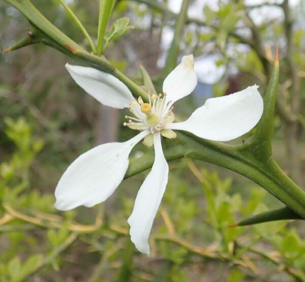 Orange, Bitter (Poncirus trifoliata), potted tree, organic - Image 4