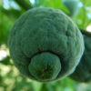 Orange, Bitter (Poncirus trifoliata), potted tree, organic - Image 3