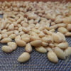 Orange, Bitter (Poncirus trifoliata) seeds, organic [INTL NO] - Image 3