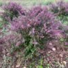 Tulsi, Krishna -- Holy Basil, Shyama Tulasi (Ocimum tenuiflorum) seeds, organic