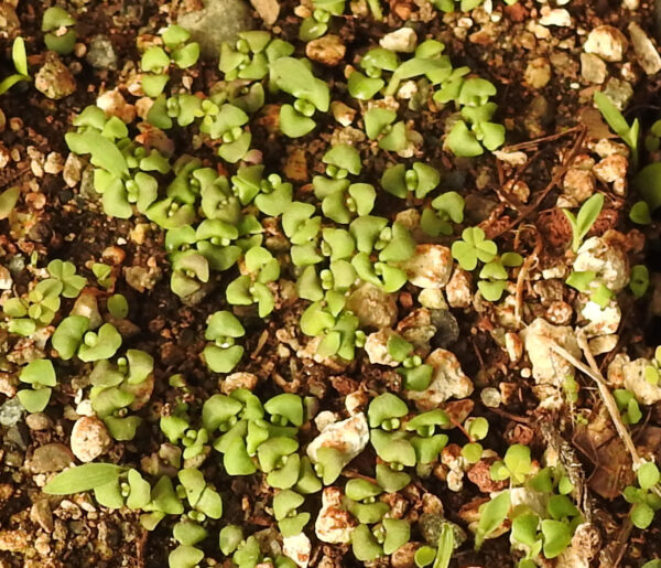 Tulsi, Krishna -- Holy Basil, Shyama Tulasi (Ocimum tenuiflorum) potted plant, organic - Image 3