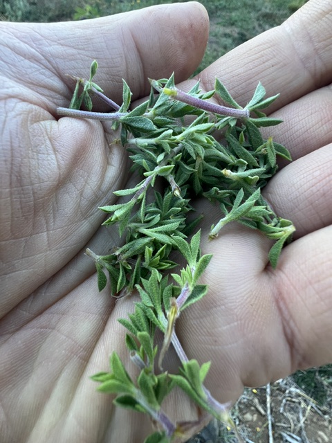 Savory of Crete (Satureja thymbra), packet of 20 seeds, organic - Image 6