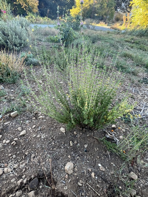 Savory of Crete (Satureja thymbra), packet of 20 seeds, organic - Image 8