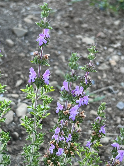 Savory of Crete (Satureja thymbra), packet of 20 seeds, organic - Image 7
