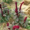 Amaranth, Spike (Amaranthus caudatus), potted plant, Organic