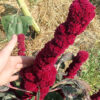 Amaranth, Spike (Amaranthus caudatus), potted plant, Organic - Image 3