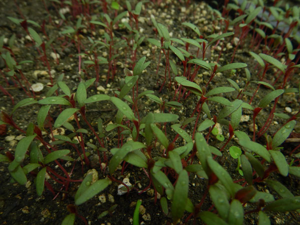 AMARANTHUS RED SPIKE Amaranthus Cruentus 600 Bulk Seeds