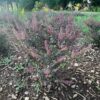 Tulsi, Krishna -- Holy Basil, Shyama Tulasi (Ocimum tenuiflorum) seeds, organic - Image 3