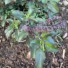 Tulsi, Krishna -- Holy Basil, Shyama Tulasi (Ocimum tenuiflorum) seeds, organic - Image 4