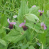 Peas, Forage (Pisum sativum) seeds, organic