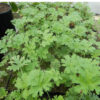 Geranium, Scented "Citronella," (Pelargonium citronellum) plant, organic - Image 2