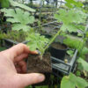 Geranium, Scented "Citronella," (Pelargonium citronellum) plant, organic