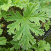 Geranium, Scented "Citronella," (Pelargonium citronellum) plant, organic - Image 3
