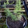 Shatavari (Asparagus racemosus), potted plant, organic - Image 12