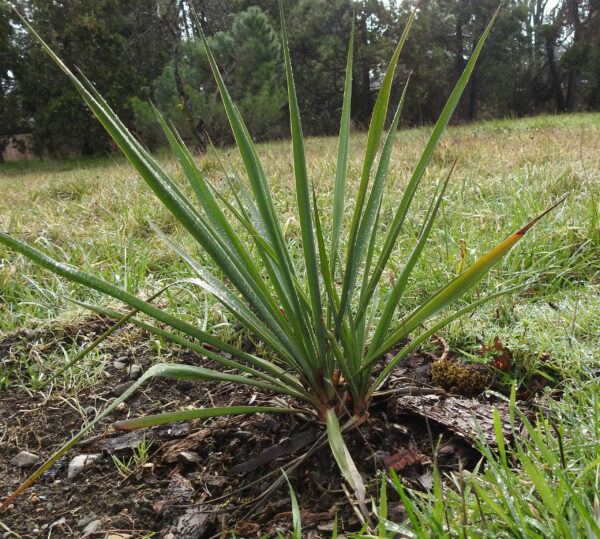 Yucca, Common (Yucca filamentosa) plant, 9” deep pot, organic