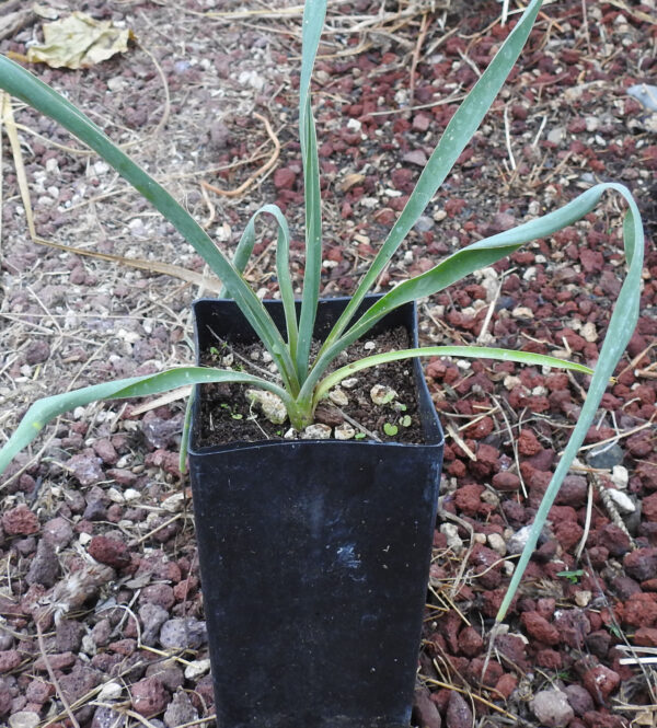 Yucca, Common (Yucca filamentosa) plant, 9” deep pot, organic - Image 2