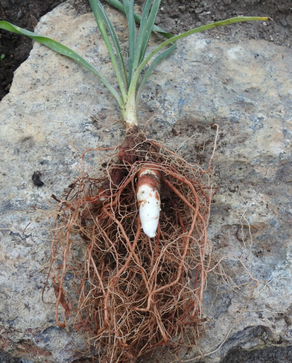 Yucca, Common (Yucca filamentosa) plant, 9” deep pot, organic - Image 3