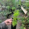 Shatavari (Asparagus racemosus), potted plant, organic
