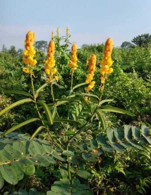 Candle Bush (Senna alata)