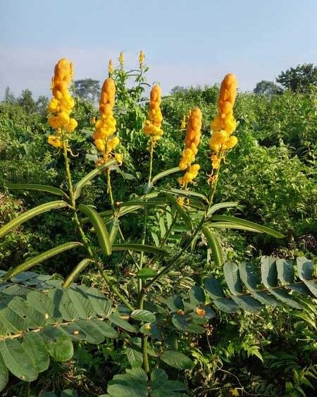 Candle Bush (Senna alata)