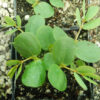 Candle Bush (Senna alata), potted plant, organic - Image 2