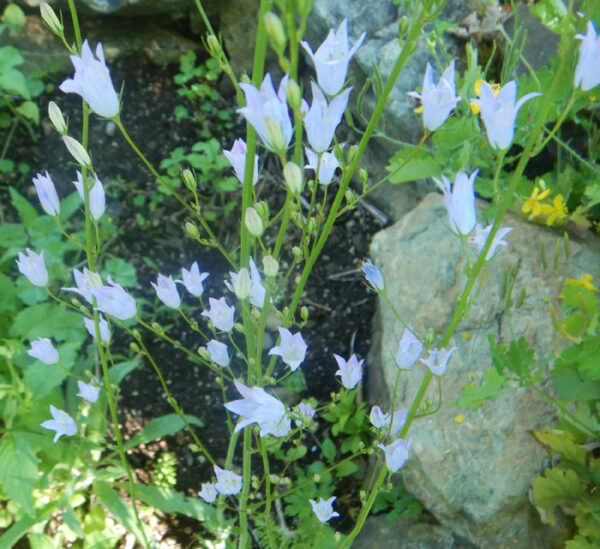 Rapunzel [RAMPION] (Campanula rapunculus), packet of 50 seeds - Image 9