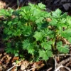 Aconite, Monkshood (Aconitum napellus) potted plant, organic - Image 2