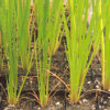 Calamus (Acorus calamus var. americanus), packet of 100 seeds - Image 3
