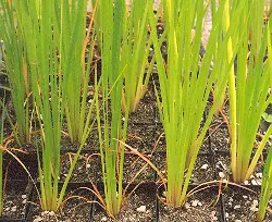 Calamus (Acorus calamus var. americanus), packet of 100 seeds - Image 3